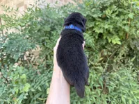 HOLDEN (black), a male Chow Chow for sale in Austin, TX – 3 of 10