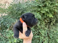 BANGOR (black), a male Chow Chow for sale in Austin, TX – 4 of 10