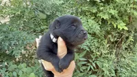 AROOSTOOK (black), a male Chow Chow for sale in Austin, TX – 6 of 10