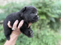 EASTON (black), a male Chow Chow for sale in Austin, TX – 10 of 10