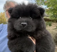 Winston, a male Chow Chow for sale in Austin, TX – 2 of 10