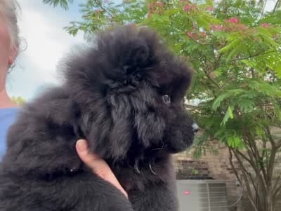 Winston, a male Chow Chow for sale in Austin, TX – 10 of 10