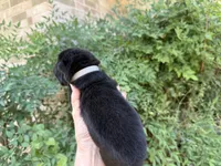 AROOSTOOK (black), a male Chow Chow for sale in Austin, TX – 10 of 10