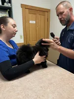 William , a male Chow Chow for sale in Austin, TX – 4 of 10