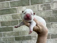 Freedom / creamy white, a male Chow Chow for sale in Austin, TX – 8 of 10