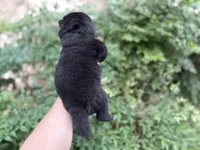 PRESQUE ISLE , a male Chow Chow for sale in Austin, TX – 5 of 10