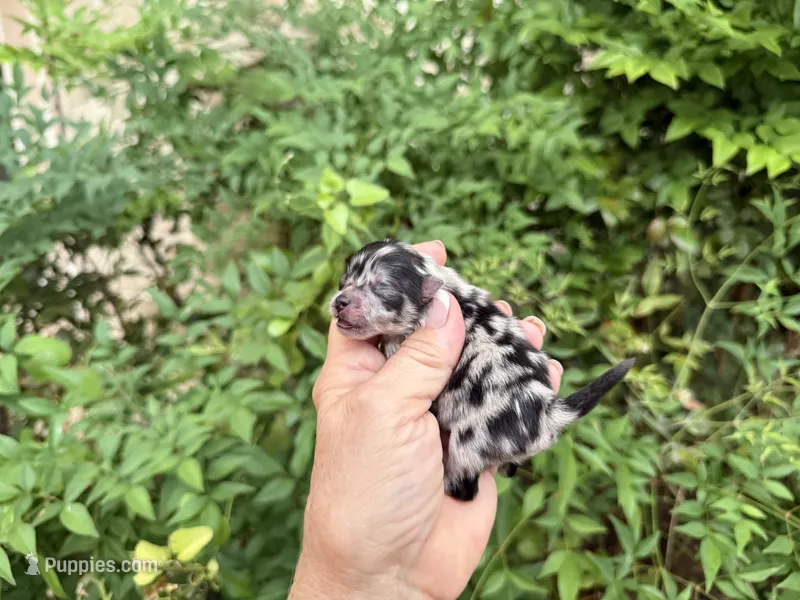 MERLE “SPRINKLES” cookies n cream  – Pomeranian puppy for sale in Austin, TX