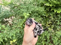 MERLE “SPRINKLES” cookies n cream , a female Pomeranian for sale in Austin, TX – 1 of 10