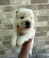 PATRIOT Creamy White , a male Chow Chow for sale in Austin, TX – 9 of 10