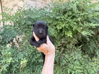 EASTON (black), a male Chow Chow for sale in Austin, TX – 3 of 10