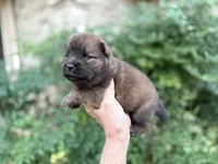 MADAWASKA (Red), a female Chow Chow for sale in Austin, TX – 5 of 10