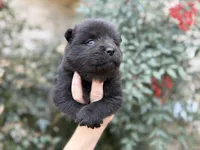 (RUNT) TINY TRUE LOVE, a female Chow Chow for sale in Austin, TX – Photo 2 of 10