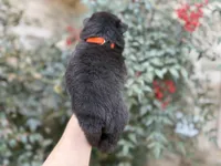 (RUNT) TINY TRUE LOVE, a female Chow Chow for sale in Austin, TX – Photo 3 of 10