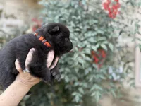 (RUNT) TINY TRUE LOVE, a female Chow Chow for sale in Austin, TX – Photo 7 of 10