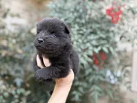(RUNT) TINY TRUE LOVE, a female Chow Chow for sale in Austin, TX – Photo 4 of 10