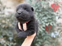(RUNT) TINY TRUE LOVE, a female Chow Chow for sale in Austin, TX – Photo 5 of 10