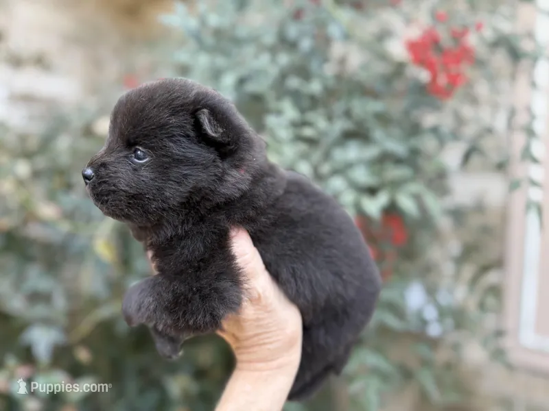 (RUNT) TINY TRUE LOVE