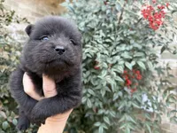 (RUNT) TINY TRUE LOVE, a female Chow Chow for sale in Austin, TX – Photo 8 of 10