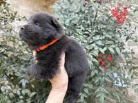 (RUNT) TINY TRUE LOVE, a female Chow Chow for sale in Austin, TX – Photo 10 of 10