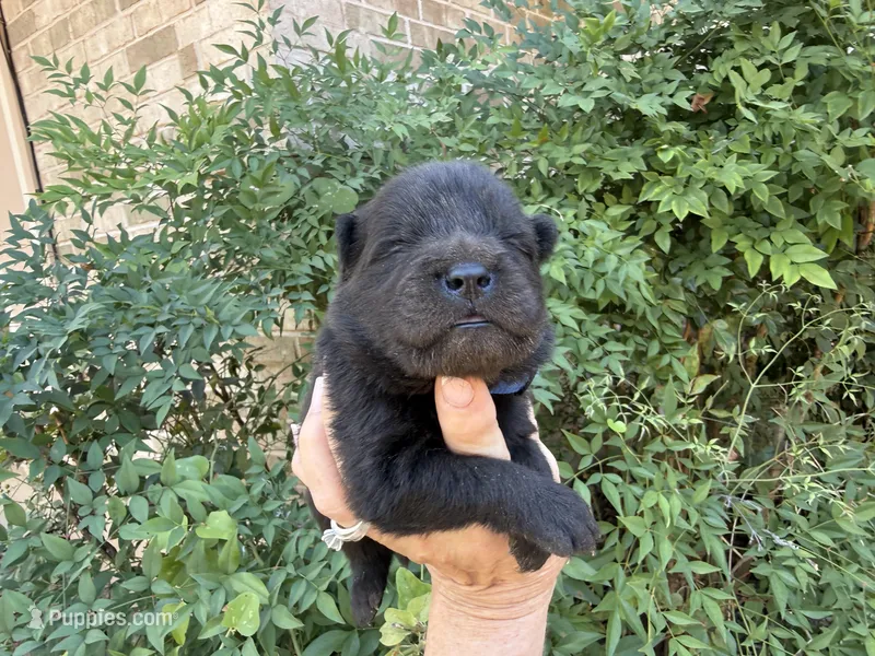 HOLDEN (black) – Chow Chow puppy for sale in Austin, TX