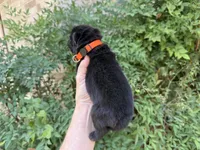 BANGOR (black), a male Chow Chow for sale in Austin, TX – 6 of 10