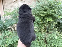 EASTON (black), a male Chow Chow for sale in Austin, TX – 4 of 10