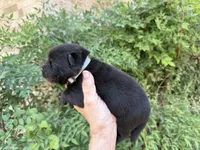 AROOSTOOK (black), a male Chow Chow for sale in Austin, TX – 4 of 10