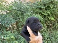 AUGUSTA (black), a female Chow Chow for sale in Austin, TX – 5 of 10