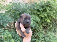 MADAWASKA (Red), a female Chow Chow for sale in Austin, TX – 2 of 10