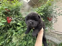 William , a male Chow Chow for sale in Austin, TX – 7 of 10