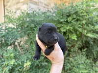 EASTON (black), a male Chow Chow for sale in Austin, TX – 7 of 10