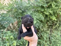 AUGUSTA (black), a female Chow Chow for sale in Austin, TX – 9 of 10