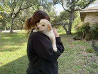 CHOWBRADOR , a male Chow Chow and Labrador Retriever for sale in Austin, TX – 2 of 10