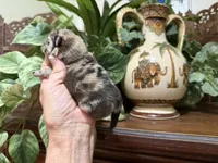 Merle CONFETTI, a male Pomeranian for sale in Austin, TX – 2 of 10