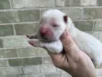VALOR creamy white, a male Chow Chow for sale in Austin, TX – 2 of 10