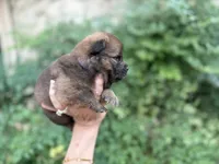 MADAWASKA (Red), a female Chow Chow for sale in Austin, TX – 8 of 10