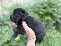 EASTON (black), a male Chow Chow for sale in Austin, TX – 5 of 10