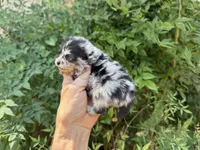 MERLE “SPRINKLES” cookies n cream , a female Pomeranian for sale in Austin, TX – 7 of 10