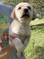CHOWBRADOR , a male Chow Chow and Labrador Retriever for sale in Austin, TX – 4 of 10