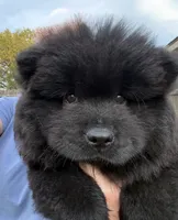Winston, a male Chow Chow for sale in Austin, TX – 4 of 10