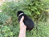 AROOSTOOK (black), a male Chow Chow for sale in Austin, TX – 2 of 10