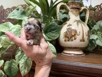 Merle CONFETTI, a male Pomeranian for sale in Austin, TX – 9 of 10