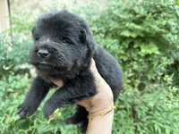 EASTON (black), a male Chow Chow for sale in Austin, TX – 2 of 10