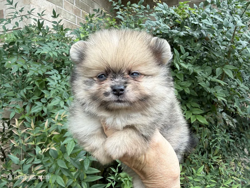 Merle CONFETTI – Pomeranian puppy for sale in Austin, TX