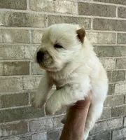 PATRIOT Creamy White , a male Chow Chow for sale in Austin, TX – 8 of 10