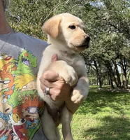 CHOWBRADOR , a male Chow Chow and Labrador Retriever for sale in Austin, TX – 6 of 10