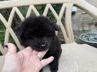 BANGOR (black), a male Chow Chow for sale in Austin, TX – 5 of 10