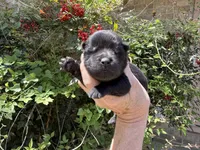 Black WILLIAM, a male Chow Chow for sale in Austin, TX – Photo 6 of 10