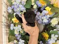 Black WILLIAM, a male Chow Chow for sale in Austin, TX – Photo 8 of 10