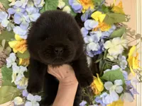 Black WILLIAM, a male Chow Chow for sale in Austin, TX – Photo 4 of 10